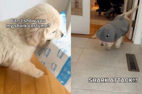 Video: Golden Retriever Puppy Flaunts Adorable Costume Before 'Shark Attack'