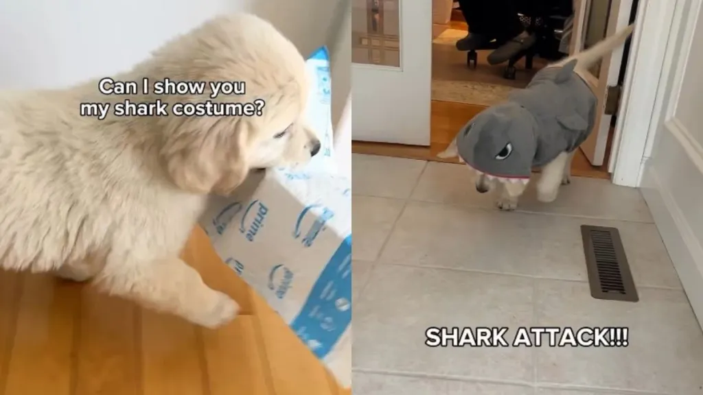 Video: Golden Retriever Puppy Flaunts Adorable Costume Before 'Shark Attack'