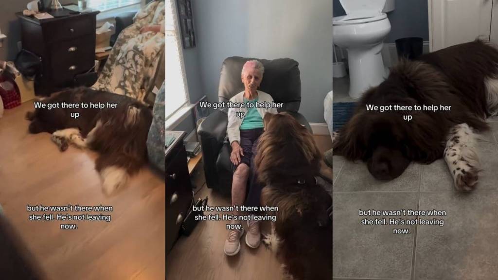 Video: Newfoundland Doesn’t Leave Grandma’s Side After Learning She Fell Down