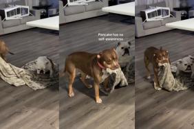 Video: Dog Can't Understand Why Her Favorite Blankie Won't Move Despite Her Pulling It