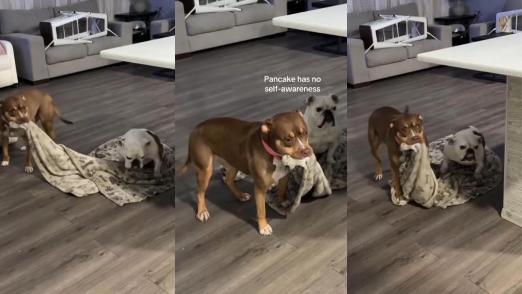 Video: Dog Can't Understand Why Her Favorite Blankie Won't Move Despite Her Pulling It