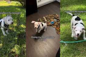 Video: Owner Rates Bulldog Puppy’s First Month Home & It’s All About Adorable Moments