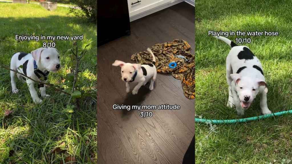 Video: Owner Rates Bulldog Puppy’s First Month Home & It’s All About Adorable Moments
