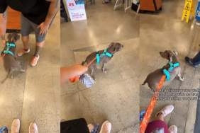 Video: Pit Bull ‘Causes a Scene’ Outside PetSmart for Treats but Leaves ‘Empty-Pawed'