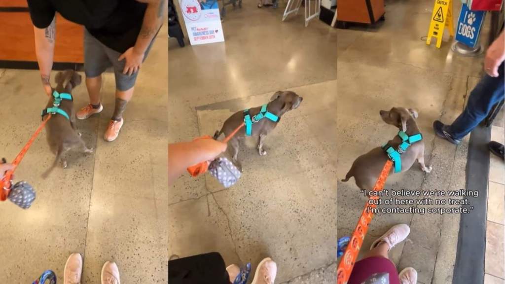 Video: Pit Bull ‘Causes a Scene’ Outside PetSmart for Treats but Leaves ‘Empty-Pawed'