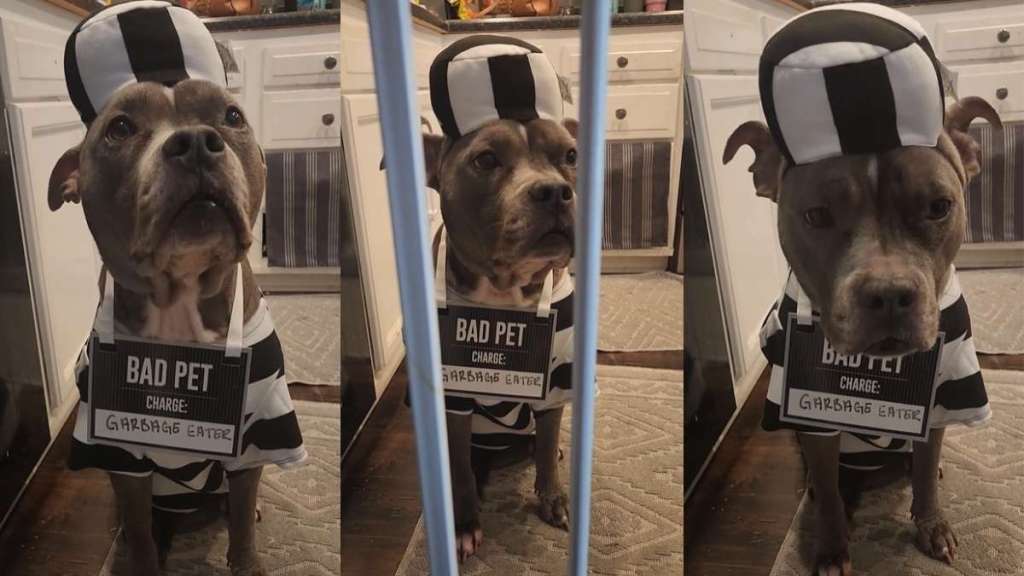 Owner Punishes Dog With ‘One-Hour Prison Sentence’ in Halloween Style