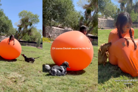 Dog mom dresses up as a giant balloon.