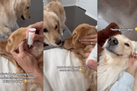 Golden Retriever sisters getting ear drops.