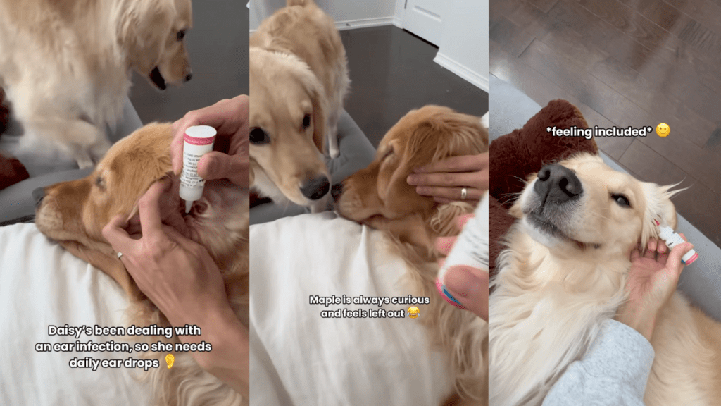 Golden Retriever sisters getting ear drops.