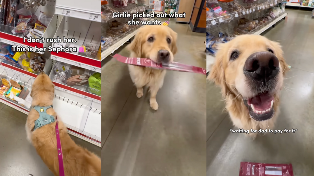 Golden Retriever shopping at the supermarket.