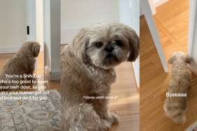 Shih Tzu wants owner to open the door for her in video.