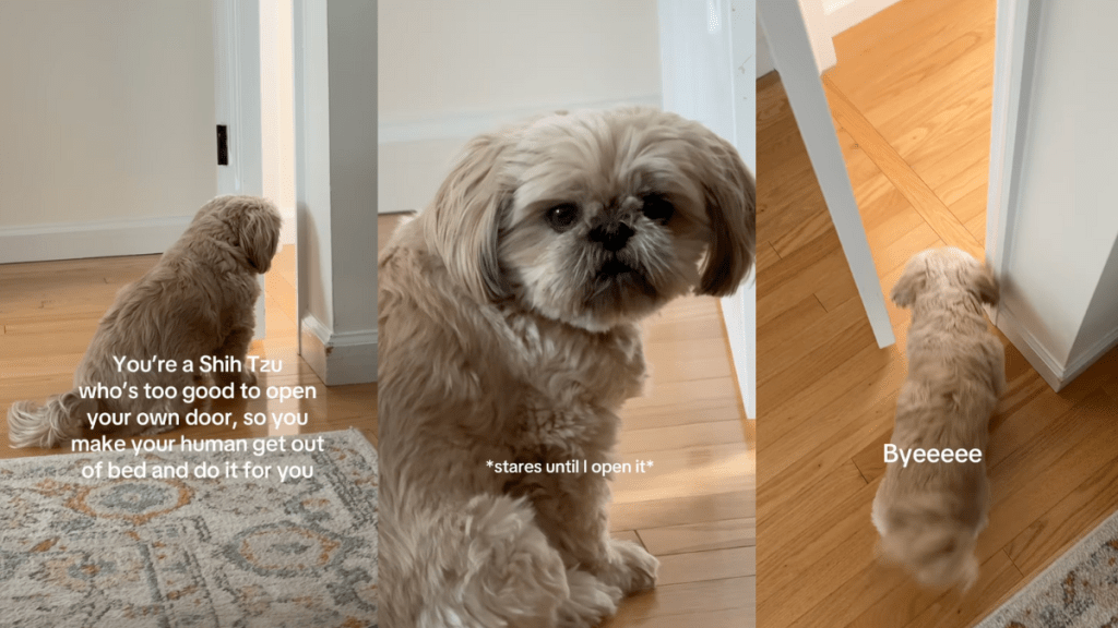 Shih Tzu wants owner to open the door for her in video.