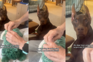 Dog watching his toy undergo surgery.
