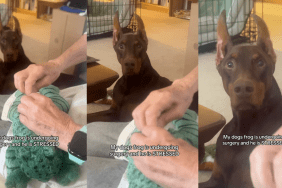 Dog watching his toy undergo surgery.