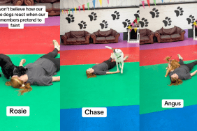 Daycare dogs have hilarious reaction to staff members fainting.