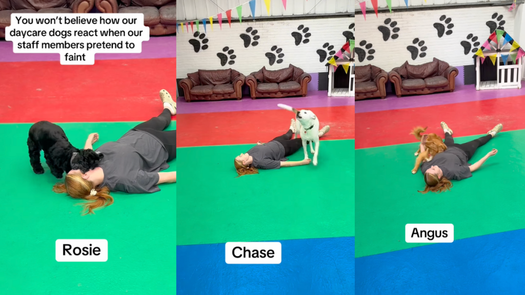 Daycare dogs have hilarious reaction to staff members fainting.