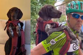 Grandpa takes dog for bike road trip along in a backpack