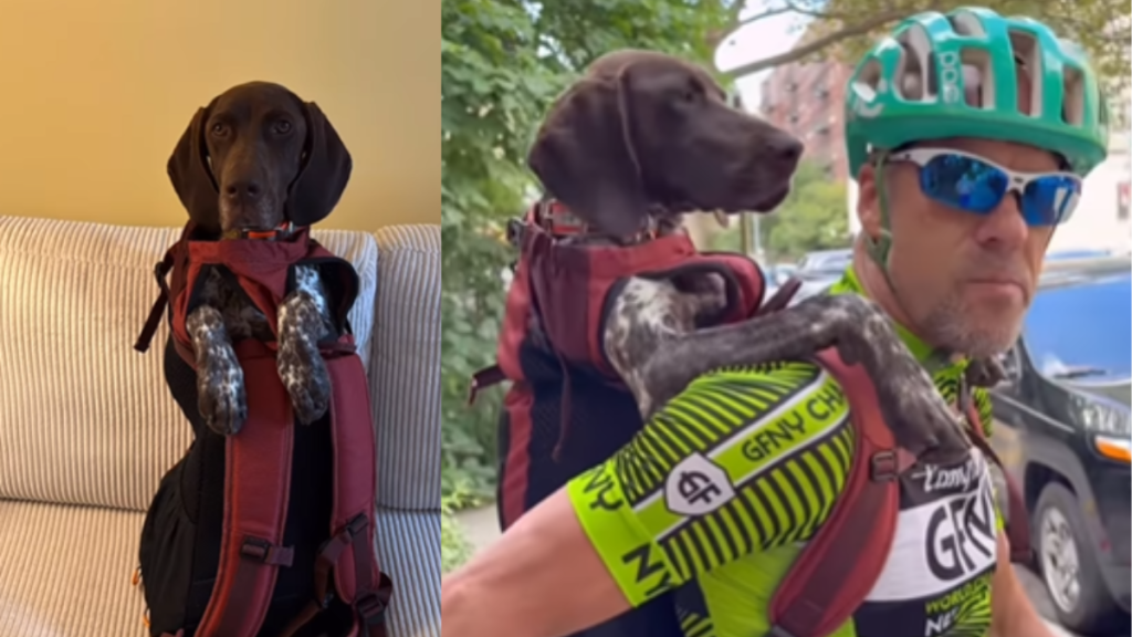 grandpa dog road trip