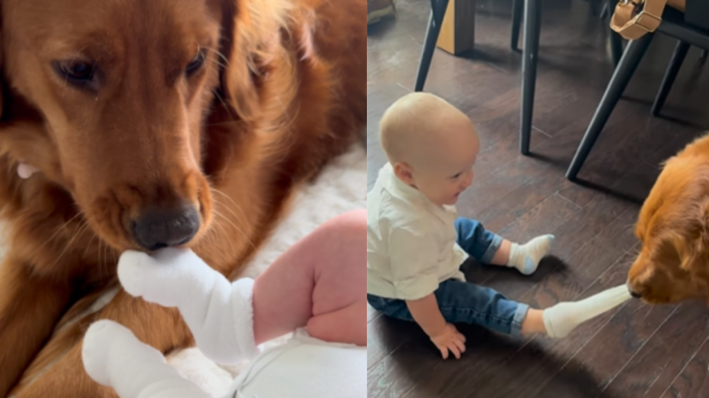 Dog removes Babys sock