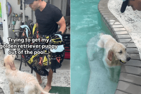 Golden Retriever puppy pool video