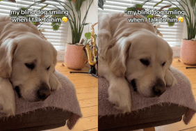 blind Golden Retriever video