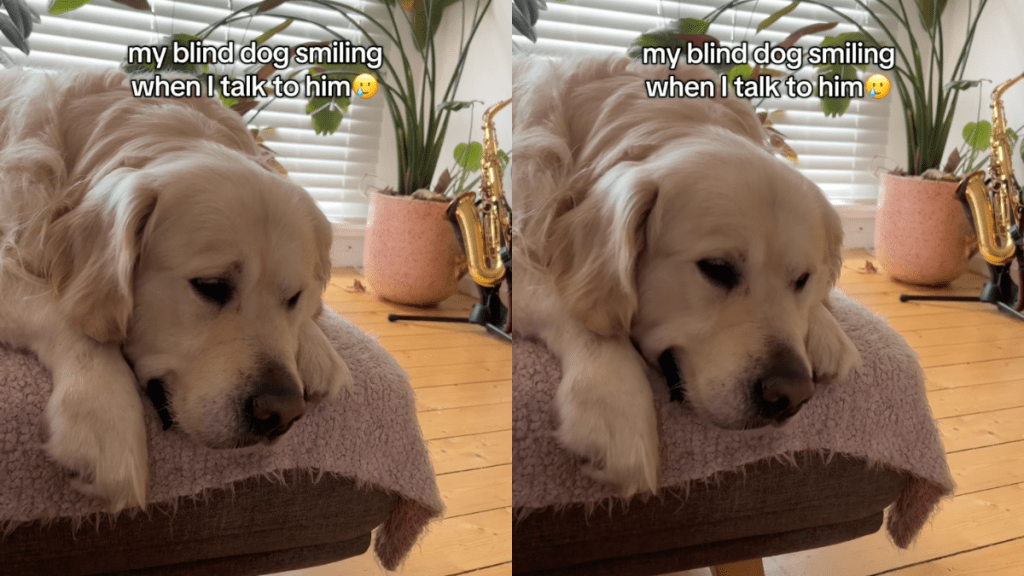 blind Golden Retriever video