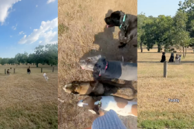 Dogs at the park.