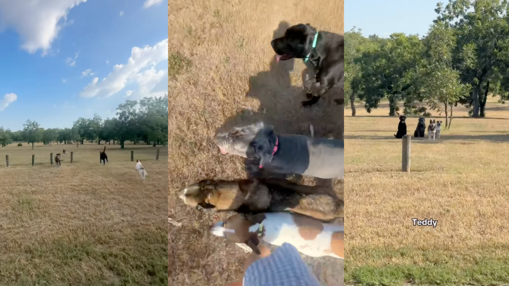 Dogs at the park.