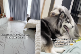 Husky sibling hospital video