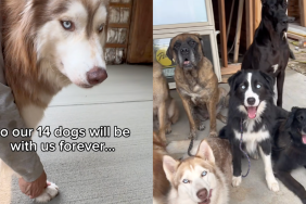 dog activity video