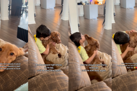Service dog comforting a boy with low blood sugar level.