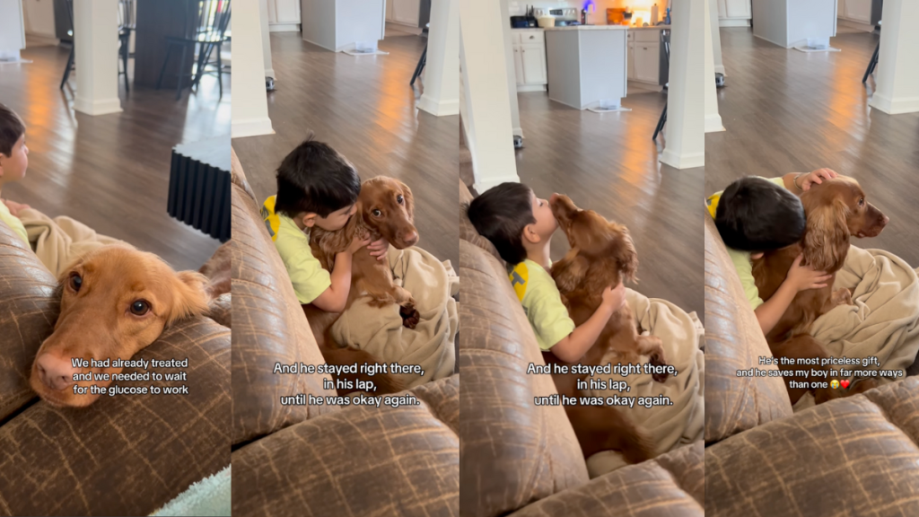 Service dog comforting a boy with low blood sugar level.