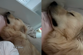 Golden Retriever sleeping.