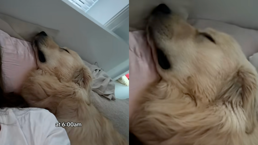 Golden Retriever sleeping.