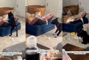 Foster pup trying to make friends with cat.