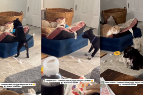 Foster pup trying to make friends with cat.