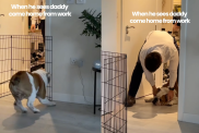 Bulldog's excitement knows no bounds when greeting dad at home.