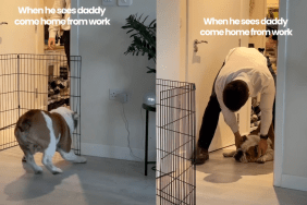 Bulldog's excitement knows no bounds when greeting dad at home.