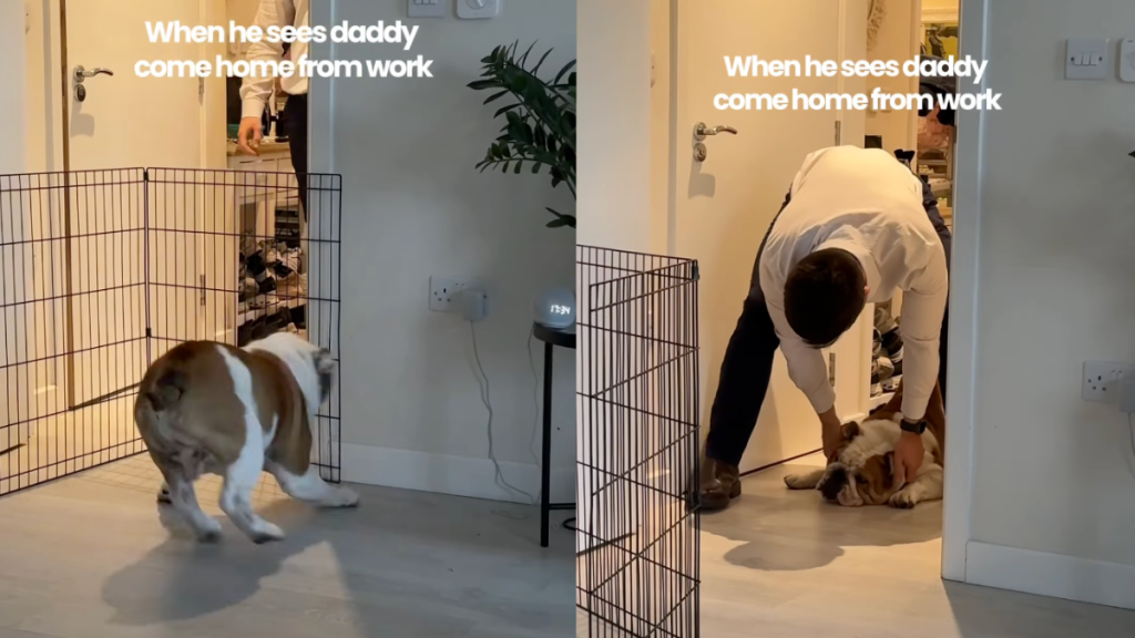 Bulldog's excitement knows no bounds when greeting dad at home.