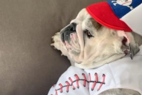 A bulldog ready for the opening game of Baseball