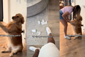 TikTok video with a Golden Retriever striking a cute pose after causing trouble.