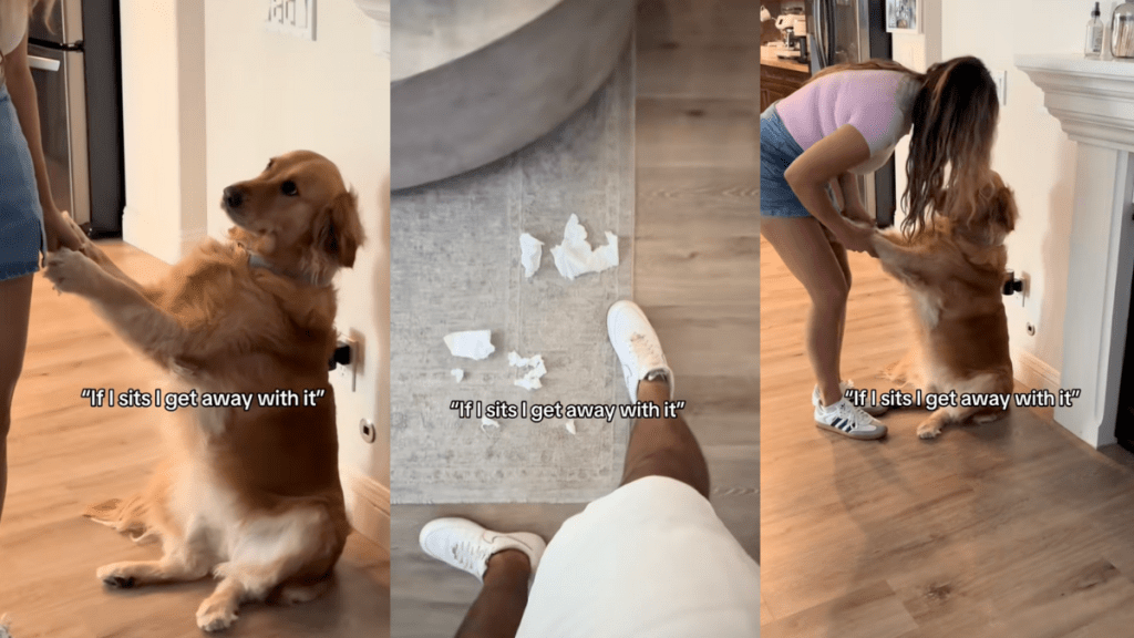 TikTok video with a Golden Retriever striking a cute pose after causing trouble.