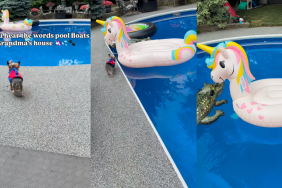 Dog on a Unicorn pool floatie.