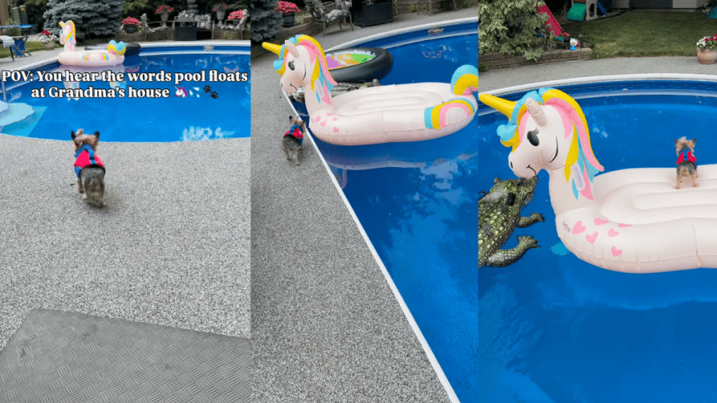 Dog on a Unicorn pool floatie.