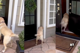 Emmy visiting her neighbor.