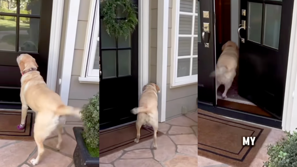 Emmy visiting her neighbor.