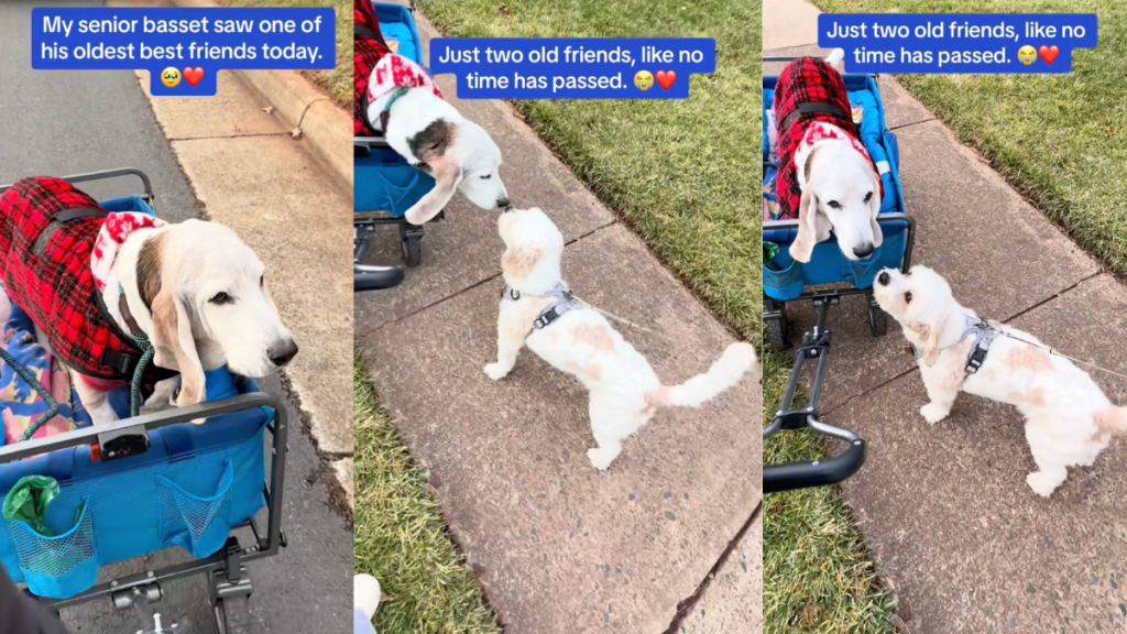 Dog reuniting with old friend on daily walk.