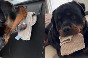 Video: Dog's 'Favorite Hobby' Has Left the Internet Amused