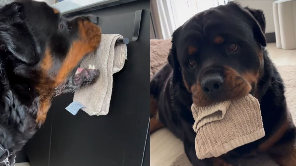 Video: Dog's 'Favorite Hobby' Has Left the Internet Amused