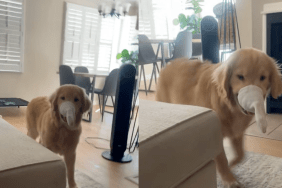 Golden Retriever with a sock stuck to his snout.
